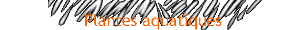 Plantes aquatiques