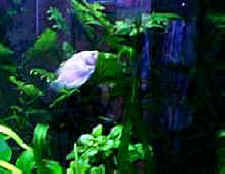 Colisa Lalia ou Gourami nain femelle