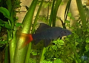 Labeo bicolor