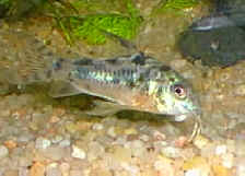 paleatus.jpg (6423 octets)