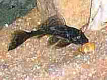 plecostomus