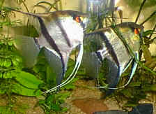Couple de pterophyllum scalare
