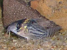 Corydoras agasezi