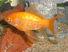 Carassius auratus