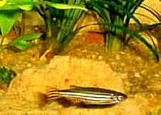Brachydanio rerio