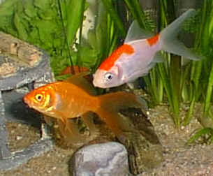 C. Auratus et Comte Sarasa