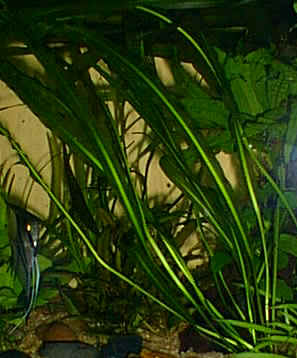 Aponogeton crispus