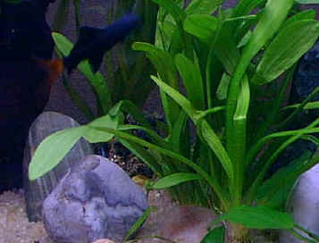 Sagitta sabulata