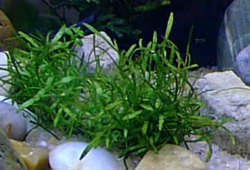 Echinodorus tenellus