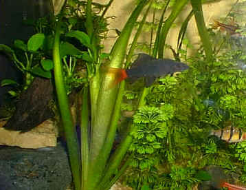 Anubia Barteri nana,Valisneria et Limnophilla
